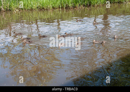 Ein Blick auf die Leeds Liverpool Canal in der Nähe von Chorley, Lancashire, Großbritannien Stockfoto