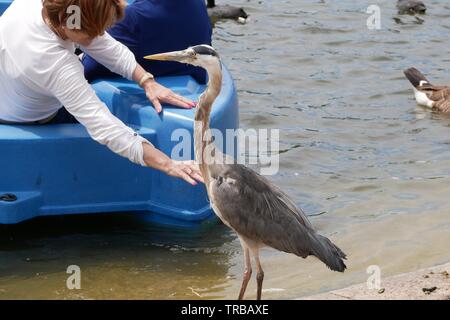 London, Großbritannien. 02 Juni, 2019. Londoners, um die Parks als milde Wetter weiter Credit: Brian Minkoff/Alamy leben Nachrichten Stockfoto