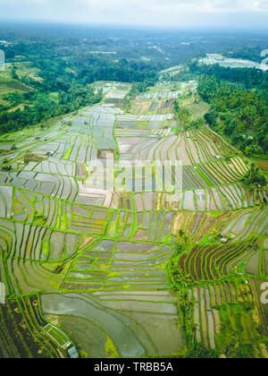 Luftaufnahme von Jatiluwih Reis Terrassen, Bali, Indonesien Stockfoto