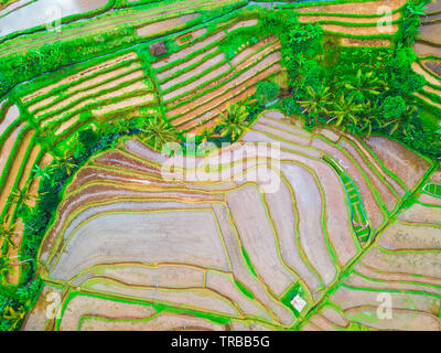 Luftaufnahme von Jatiluwih Reis Terrassen, Bali, Indonesien Stockfoto