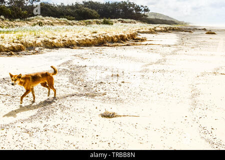 Dingo am Strand, Fraser Island, Australiah Stockfoto