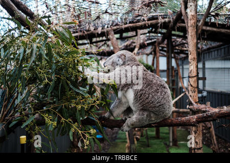 Koala Essen Eucalyptus im Koala Hospital, Port Macquarie, New South Wales, Australien Stockfoto