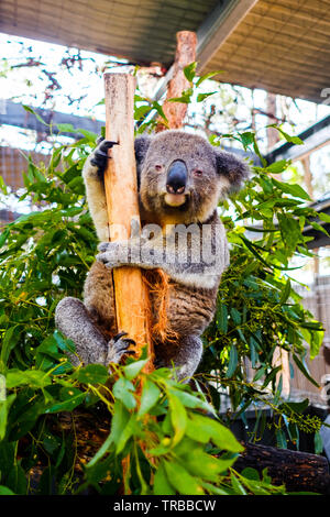 Koala im Koala Hospital in Port Macquarie, New South Wales, Australien Stockfoto