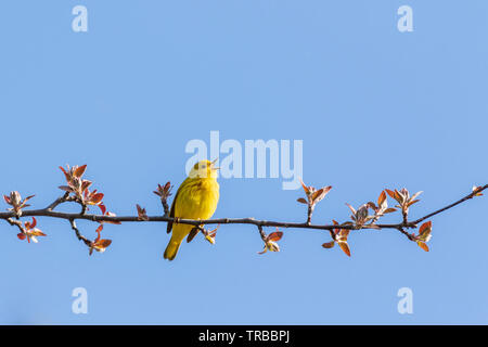 Yellow Warbler (Setophaga petechien) singen auf eine angehende tree branch, Ottawa Stockfoto