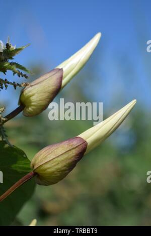 Bindweed Knospen in der Hecke Stockfoto