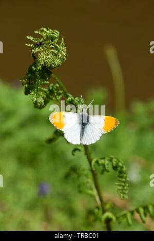 Orange tip Schmetterling auf einem fern Stockfoto