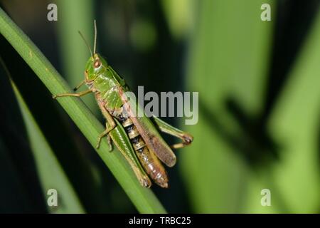 Grasshopper in das Feld Stockfoto