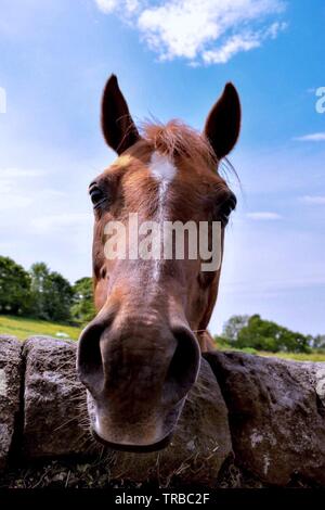 In der Nähe von einem Pferd Kopf Stockfoto