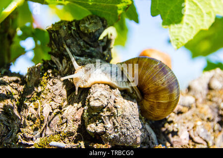 Burgund Land snail (Lat.: Helix pomatia) ist eine Pflanzenart aus der Gattung der Großen, weinbergschnecke oder Escargot für Kochen, oft in den Weinbergen und ist schwer zu Cu Stockfoto