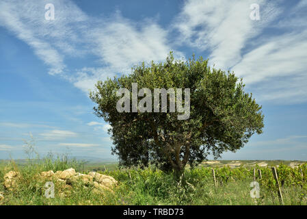 Lonely Olive Tree steht vor blauem Himmel und weiterhin einfache Landschaft zwischen Pflanzen vor blauem Himmel Stockfoto