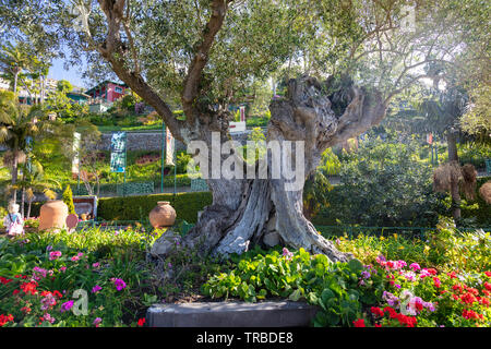 Alten Olivenbaum mit einem Granitblock eingebettet in seine trunck, der Botanische Garten von Monte, Funchal, Madeira Stockfoto