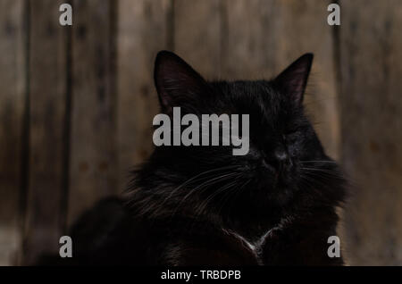 Schlafende schöne schwarze Katze auf Holz- Hintergrund. Stockfoto