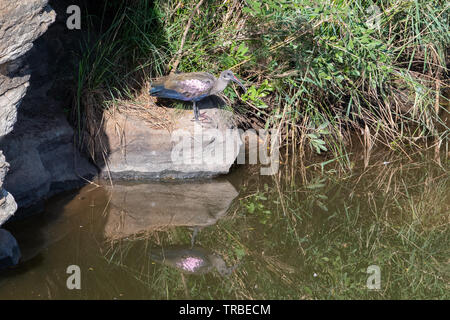 Eine Hadeda Ibis ihre Flügel trocknen nach dem Baden, iMfolozi, Südafrika. Stockfoto