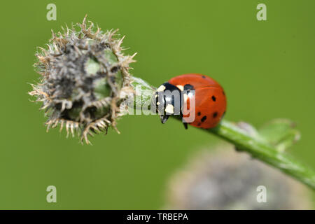 Marienkäfer Klettern auf dem grünen Rasen Makro Foto Stockfoto