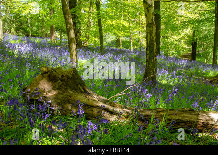 Große hohe Holz mit bluebells blühen Stockfoto