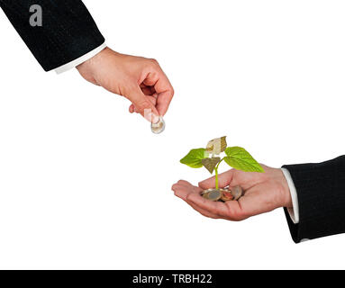 Schössling wächst von Münzen Stockfoto