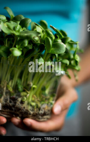 Frische Sonnenblumen Sprößlinge in einem plastikeimer Stockfoto