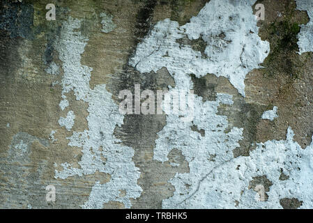 Moosige Texturierte verwitterte Betonmauer Stockfoto