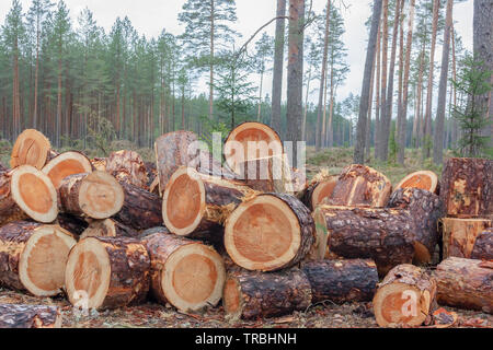 Stapel von Stamm. Woodpile frisch Kiefer auf einem Wald geerntet. Stämme der Bäume geschnitten und gestapelt. Stockfoto