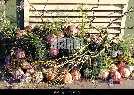 Natürliche Seeigel Muscheln, Anzeige für Chelsea in der Blüte 2019 Stockfoto