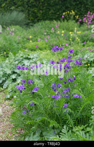 Aquilegia vulgaris im Garten wächst Stockfoto