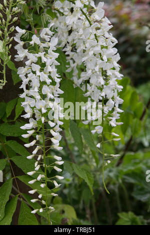 Weiße Japanisch, Wisteria Wisteria floribunda 'Alba' Stockfoto