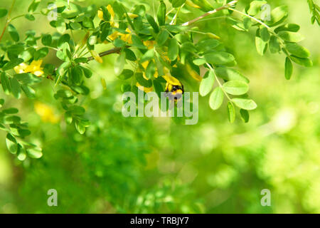 Später Frühling Landschaft: Acacia Tree Branch und Biene sammelt Nektar im Garten an einem sonnigen Tag Stockfoto