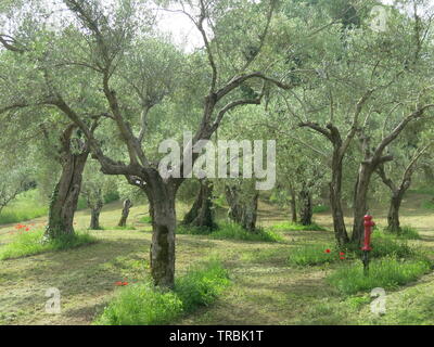 Grove von Olivenbäumen auf dem Gelände der Villa Adriana, Teil der italienischen Landschaft an der Hadriansvilla in Tivoli, in der Nähe von Rom. Stockfoto