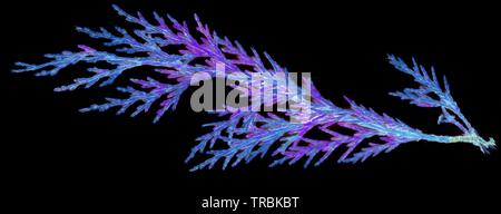 Gefallen, Grün und herbstliche rustic Western Red Cedar (Thuja plicata)) beginnen zu verfallen und mit Textur isoliert gegen einen weißen Hintergrund. Stockfoto