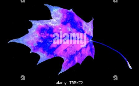 Gefallen, toten und verwesenden herbstliche rustikalen Ahorn, Norwegen (Acer negundo) Blatt beginnen zu zerfallen und Venen und Textur isoliert gegen eine whit Stockfoto