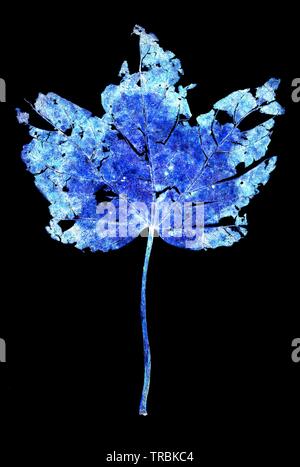 Gefallen, toten und verwesenden herbstliche rustikalen Ahorn, Norwegen (Acer negundo) Blatt beginnen zu zerfallen und Venen und Textur isoliert gegen eine whit Stockfoto