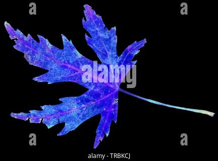 Gefallenen herbstliche rustikalen UK sycamore Blatt beginnen zu zerfallen und Venen und Textur auf weißem Hintergrund Stockfoto