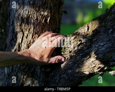Eine Hand von einem alten Mann, eine Frucht Baum, Outdoor close-up Stockfoto