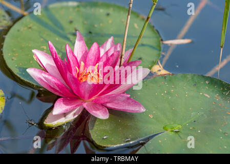 Rosa Seerosen im See von Schilf umgeben Stockfoto