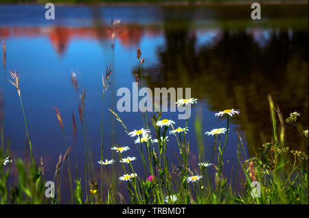 D-Bayern: Mageriten im Schlossgarten Stockfoto
