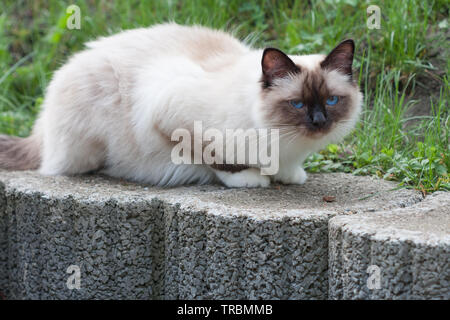 Ein Seal Point Birma Katze, 1 Jahr alte Katze, Mann mit blauen Augen lügen in Garten Stockfoto