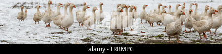 Viele weiße Gänse auf einem weißen Wiese im Winter bei Schnee. Tiere gemästet für Weihnachten braten Stockfoto