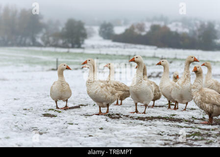 Viele weiße Gänse auf einem weißen Wiese im Winter bei Schnee. Tiere gemästet für Weihnachten braten Stockfoto