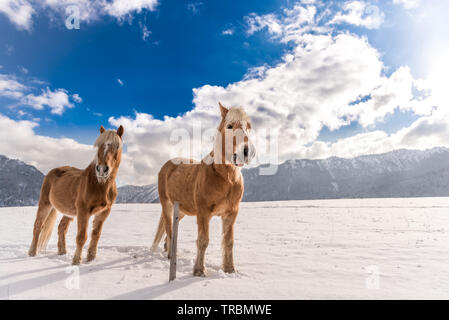 Haflinger Pferde auf dem Winter Wiese und Gipfeln im Hintergrund. Stockfoto