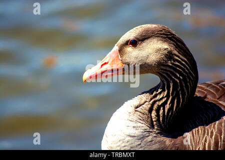 Konzept Wildlife: um meine Liebe Stockfoto