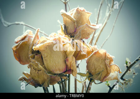 Blumenstrauß aus eine verdorrte Rosen Stockfoto