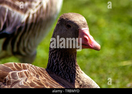 Konzept Wildlife: um meine Liebe Stockfoto
