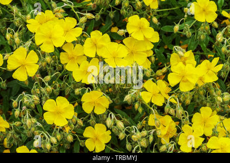 Gelben Heuchera 'Golden Queen' Stockfoto