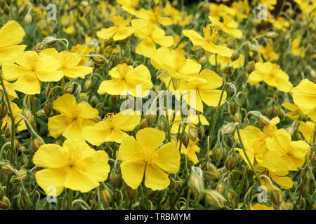 Gelben Heuchera 'Golden Queen' Stockfoto