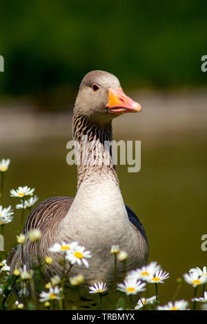 Konzept Wildlife: um meine Liebe Stockfoto