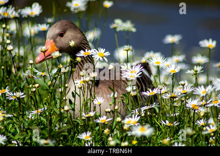 Konzept Wildlife: um meine Liebe Stockfoto