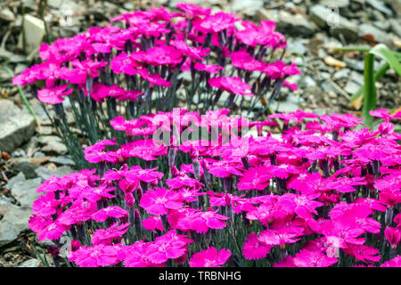 Dianthus gratianopolitanus „Whatfield Magenta“, Cheddar Pink Dianthus „Whatfield Magenta“ Stockfoto