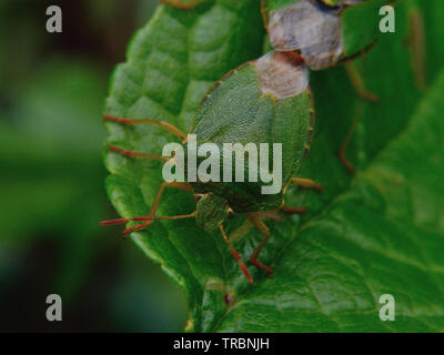 Grüne Stink bug Stockfoto