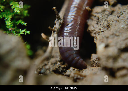 Nahaufnahme des gemeinsamen Regenwurm, Lumbricus terrestris Stockfoto