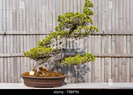 Kiefer Bonsai Baum in einem Topf auf einem Bambus fens Hintergrund Stockfoto